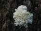 Közönséges petrezselyemgomba (Hericium coralloides), Budai-hegység